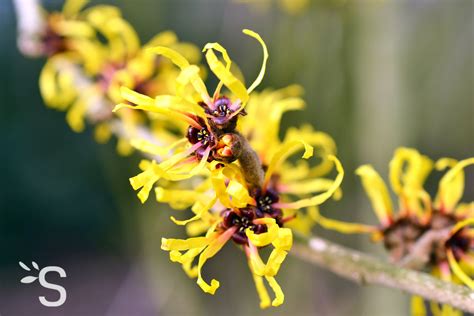 Hamamélis Plantes Et Actifs Naturels Santé