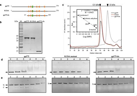 Puc Plasmid Dna Thermo Fisher Bioz