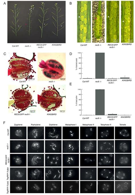 Figures And Data In Live Cell Imaging Of Meiosis In Arabidopsis