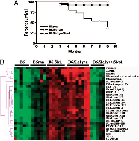 Figure 1 From A Tlr7 Translocation Accelerates Systemic Autoimmunity In