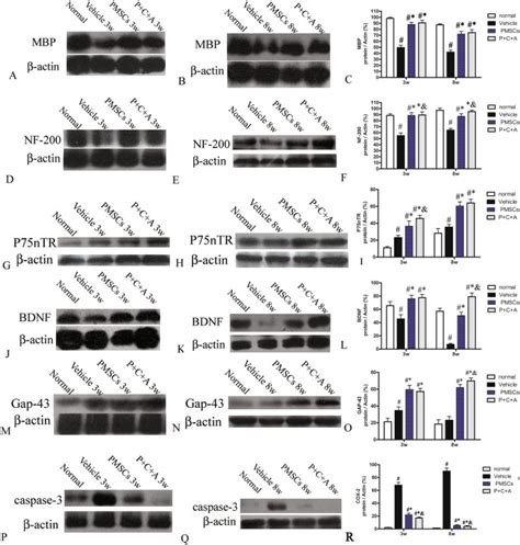 Intravenous C And Angiopoietin Improve The Efficacy Of Placenta