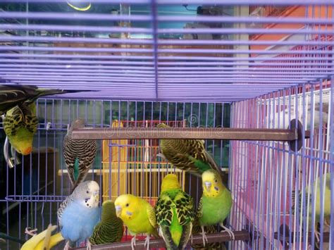 Parakeets in cage stock image. Image of birdcage, male - 88825983