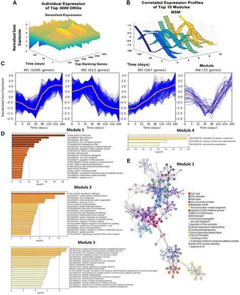 Dynamic Gene Expression Analysis Results Gene Expression Trends Of Top