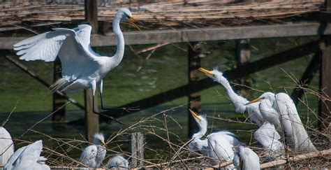 Avery Island - Bird City