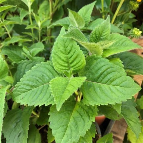 Monarda didyma Pink Supreme méhbalzsam Florapont