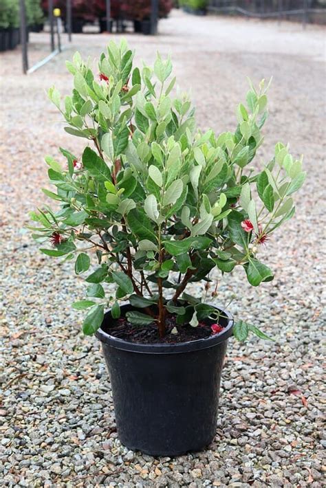 Feijoa Pineapple Guava 10 Pot Hello Hello Plants