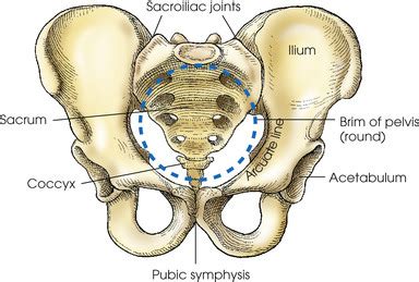 Male Pelvis Diagram Quizlet