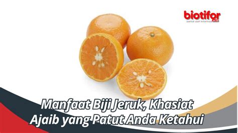 Manfaat Biji Jeruk Khasiat Ajaib Yang Patut Anda Ketahui Biotifor