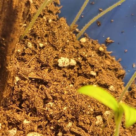 Mexican Sour Gherkin Seeds Heirloom Organic Etsy