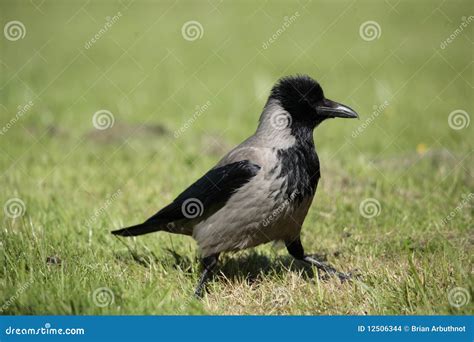 A hooded crow. stock photo. Image of hooded, feather - 12506344