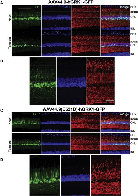 Aav Mediated Gfp Expression In Macaques That Received Extrafoveal