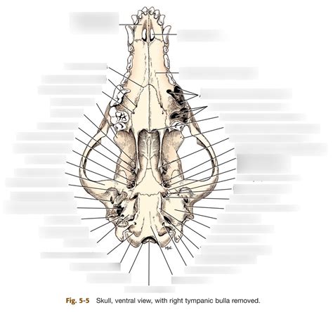 Skull Ventral View Diagram Quizlet