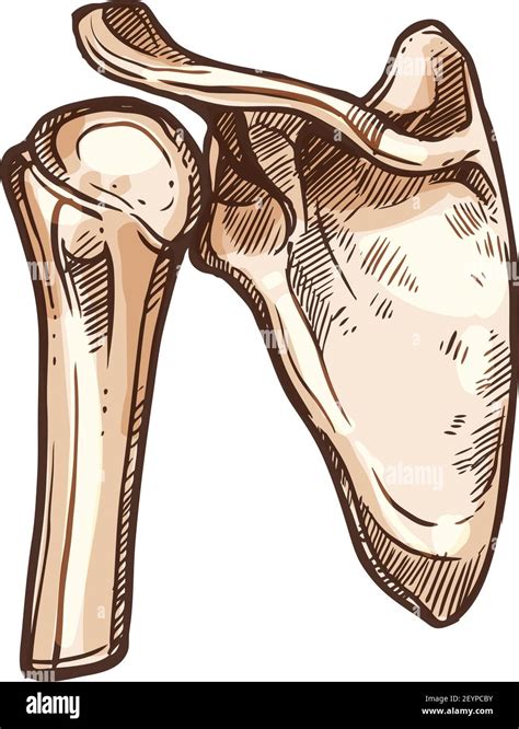 Esquisse isolée de l anatomie de la lame d épaule ou de la scapula