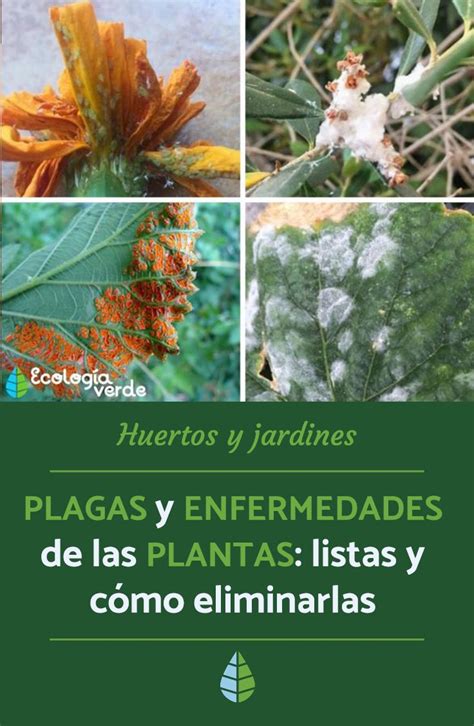 Las Plagas Mas Comunes Y Como Eliminarlas Plantas Otosection