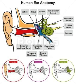 Human Ear Anatomy Infographic Diagram Structure Inner Middle And Outer