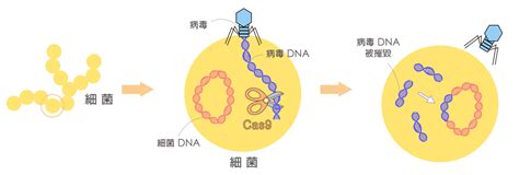 基因编辑技术的“前世今生”（上） 行业资讯 媒体中心 苏州沃美生物有限公司