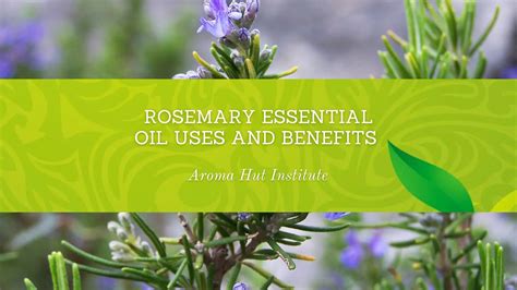 Rosemary Essential Oil Uses And Benefits