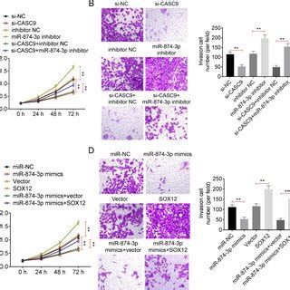 LncRNA CASC9 Knockdown Inhibited Cell Proliferation Colony Formation