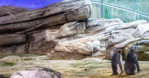 Coppia Di Pinguini Gay Adotta Un Uovo Abbandonato Dalla Madre Radio
