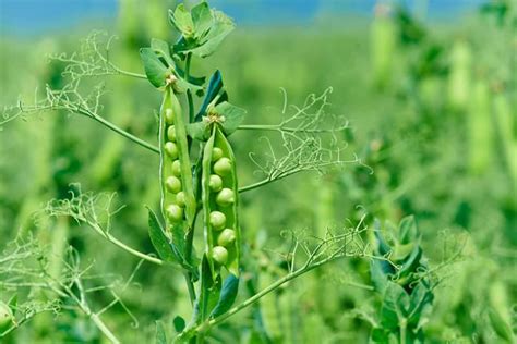 The Difference Between Peas and Beans and Why it Matters