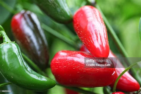 Jalapeno Peppers High Res Stock Photo Getty Images