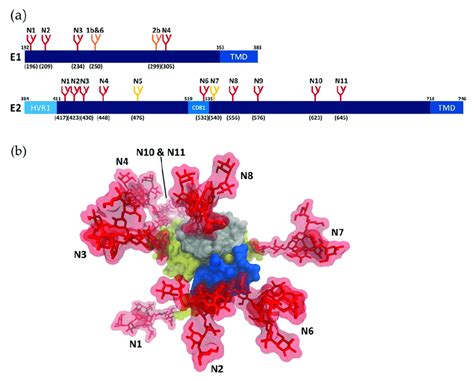 N Glycosylation Of Hcv Glycoproteins A Schematic Representation Of Download Scientific