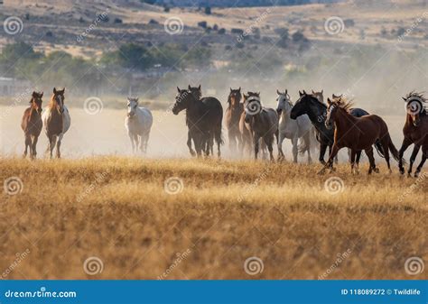 Herd of Wild Horses Running Stock Photo - Image of nature, herd: 118089272