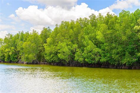 Beautiful Mangrove Forest Landscape In Thailand Stock Photo At