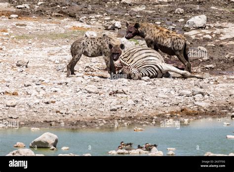 Two bloodthirsty looking hyenas at a killed zebra, Etosha, Namibia ...