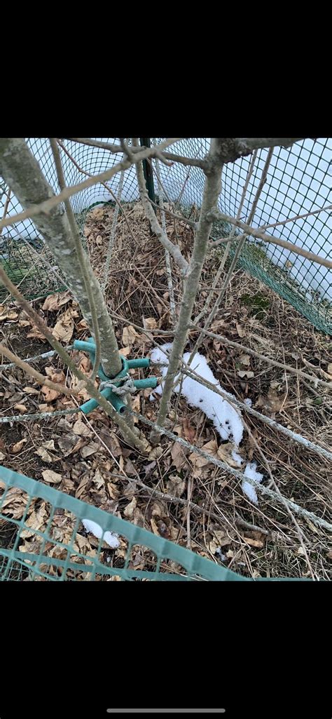 Neglected Apple Tree Needs Pruning R Gardening