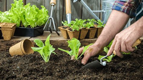 Herramientas B Sicas Para Plantar Y Trasplantar En Tu Jard N The Home