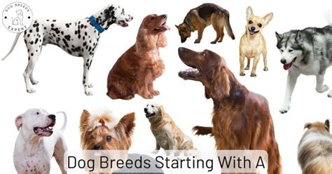 All Dog Breeds With Names And Pictures