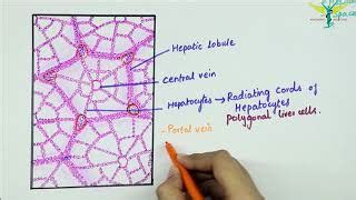 Liver Histology Hepatocytes