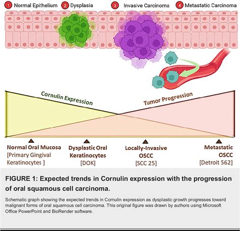 Figure 1 From Characterization Of Cornulin As A Molecular Biomarker For