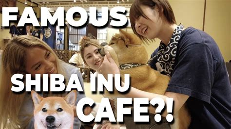 WE VISIT THE FAMOUS SHIBA INU CAFE IN JAPAN Vlog 14 YouTube