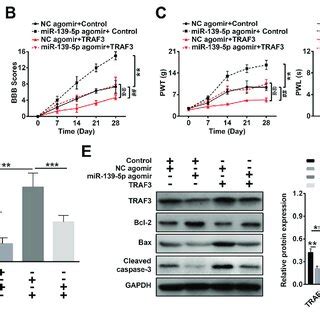 MiR 139 5p Alleviates Neural Cell Apoptosis By Targeting TRAF3 A