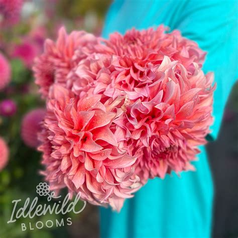 Wyns Pink Pearl Dahlia Tuber Wyns Pink Pearl Flower Bulb