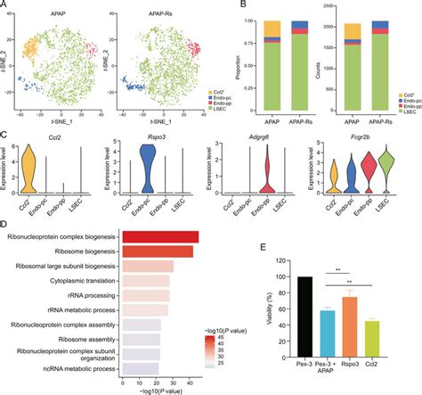 R Spondin 3 Rspo3 Positive Subpopulations Of Endothelial Cells Are