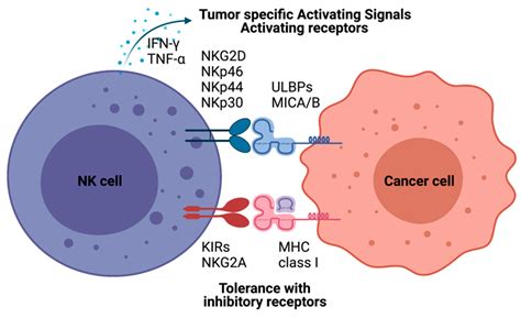 Nk Cell Immunotherapy Using Nanoparticles Encyclopedia Mdpi