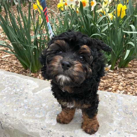 Cavapoo Puppies For Sale | Hopeful Dreams Family Puppies