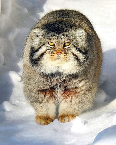 Pallas S Cat Chat De Pallas Les Chats Sauvages Chats Sauvages