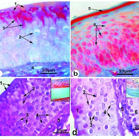 Light Micrographs Showing A And B The Neuroepithelium Of The Nasal