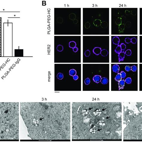 PLGA-PEG-HC holds targeting properties in cell culture. (A) Binding of ... 