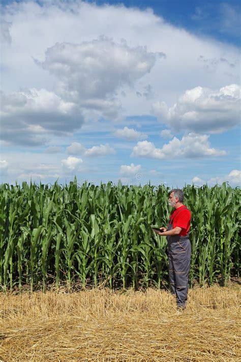 A Agricultura Fazendeiro No Campo De Milho Examina A Qualidade Usando