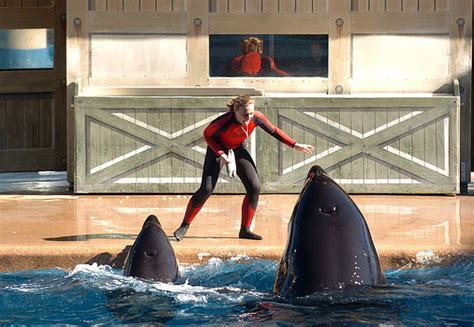 Pictures Trainer Dawn Brancheau At Seaworld Orlando Orlando Sentinel