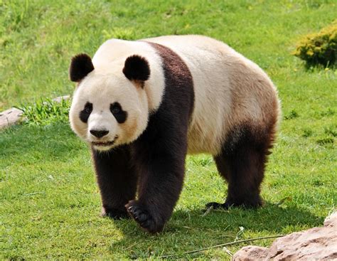 Animais Amea Ados De Extin O Pelas Mudan As Clim Ticas