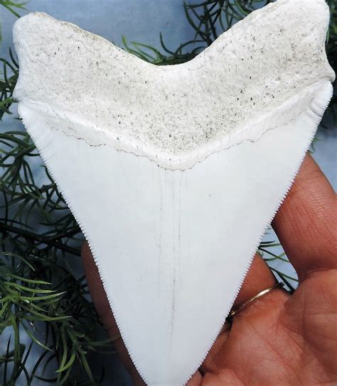 Megalodon Shark Tooth Replica Large 5 Inches Long White Resin Model ...