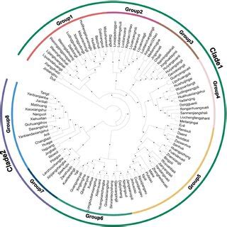 Maximum Likelihood Phylogenetic Tree Constructed Using SNPs At