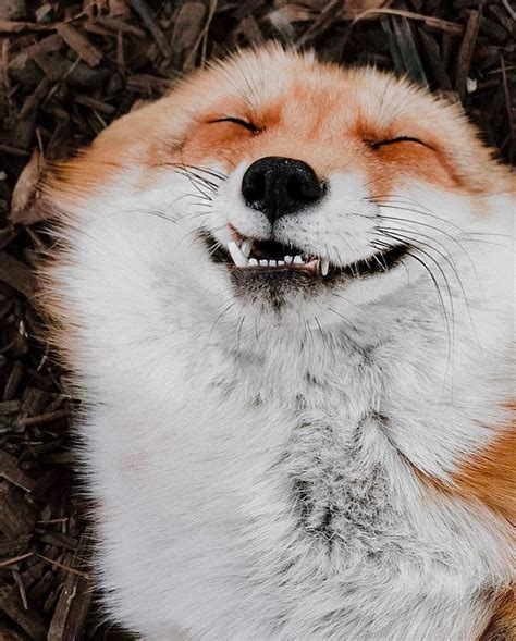 Heres What Its Like To Live With Juniper The Worlds Happiest Fox