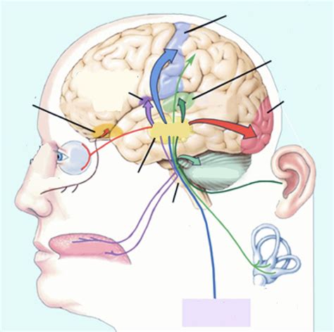 Thalamus Und Wahrnehmung Diagram Quizlet